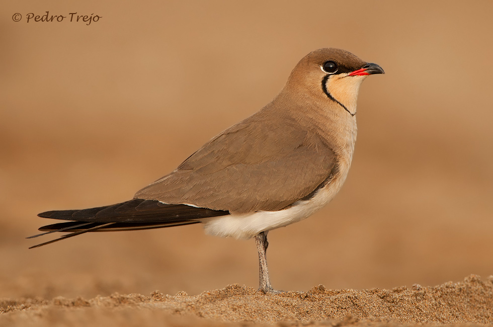 Canastera (Glareola pratincola)